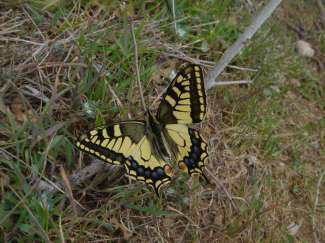 DSC08294.JPG